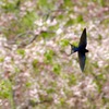 桜ツバメ　飛翔