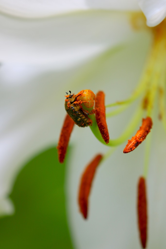 持ちつ持たれつ 花と虫　　コアオハナムグリさん