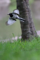 飛立ち　　セキレイ