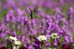 アゲハチョウ　花畑に舞う１