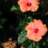 夏の華　Ⅱ