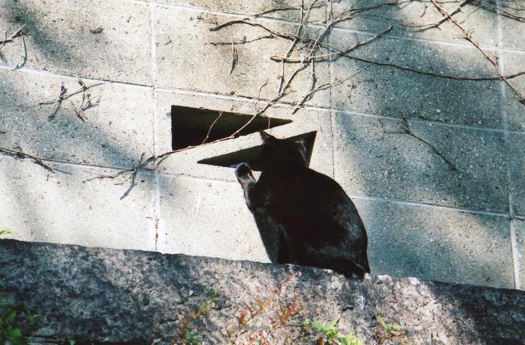 神社の野良猫　