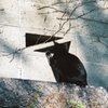 神社の野良猫　