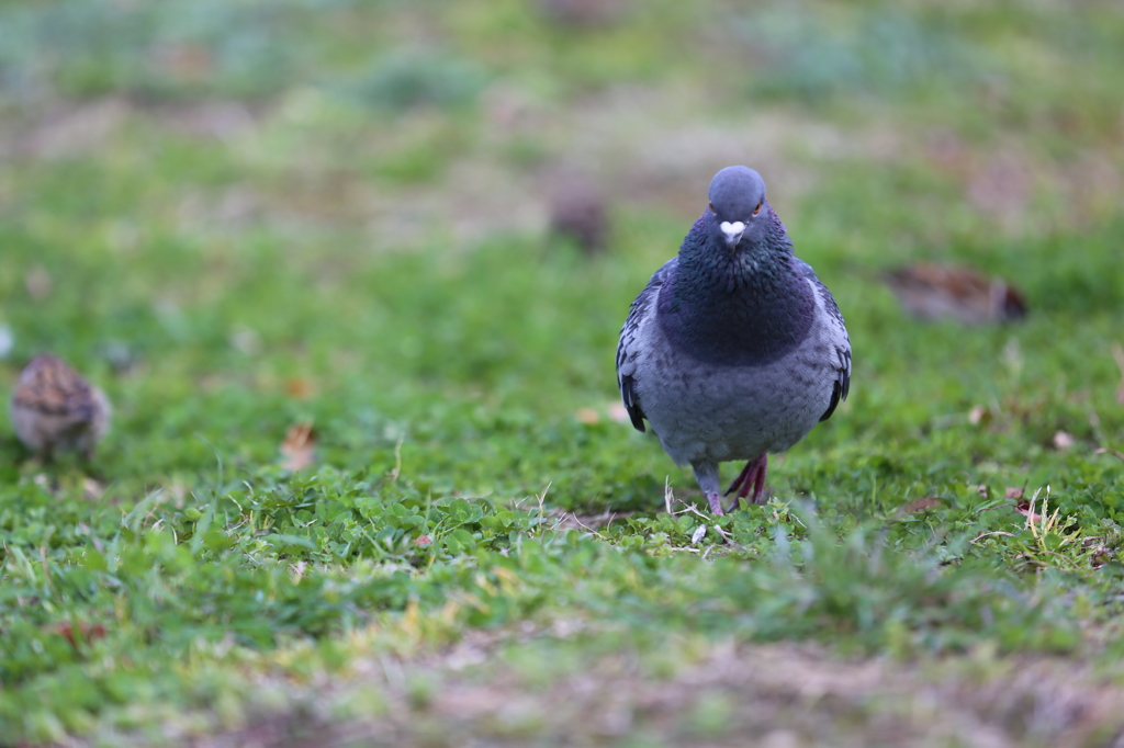 鳩