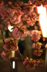 夜桜