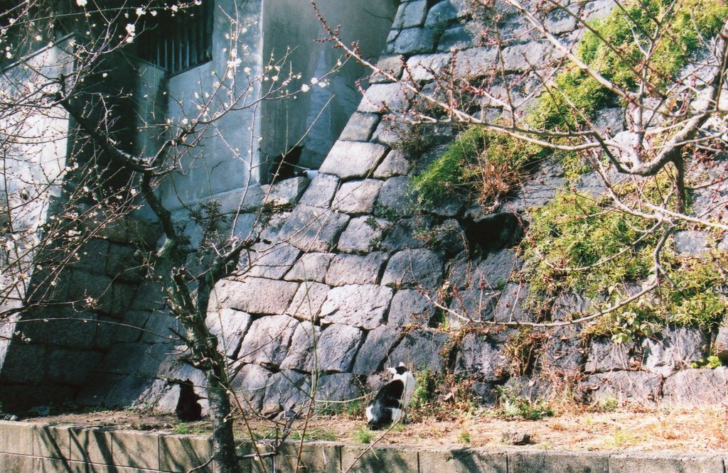 神社の野良猫たち