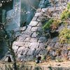 神社の野良猫たち