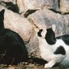 神社の野良猫