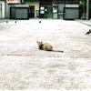 猫と鳩