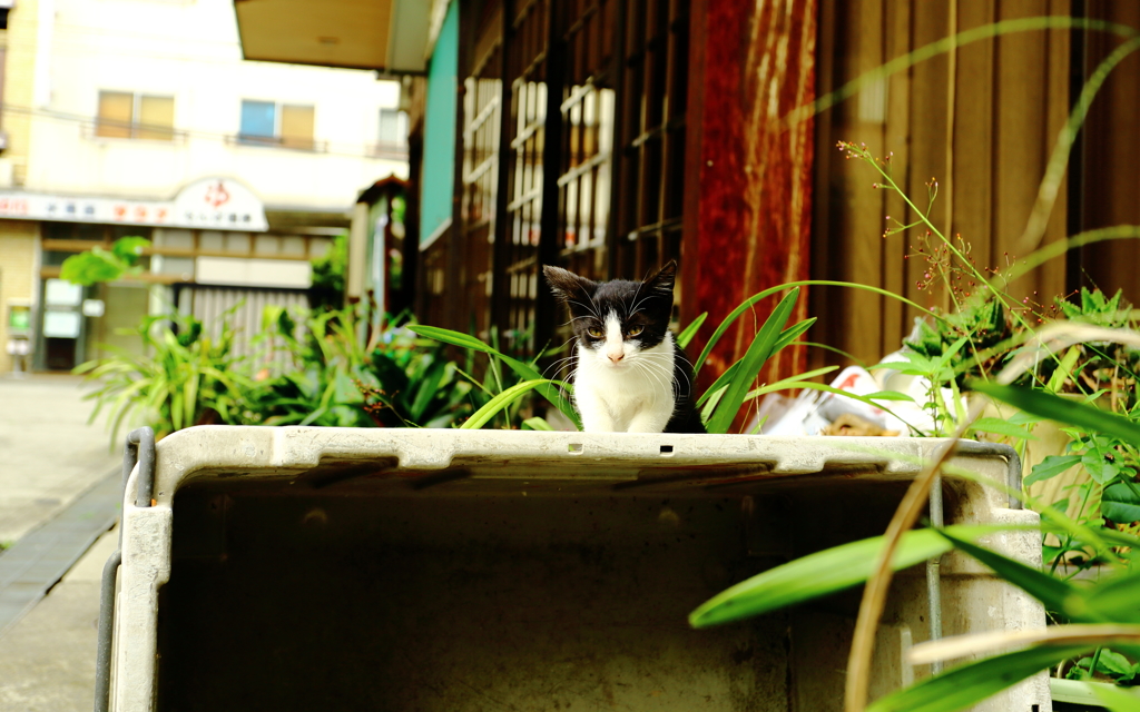 ミナミの片隅で　招き子猫