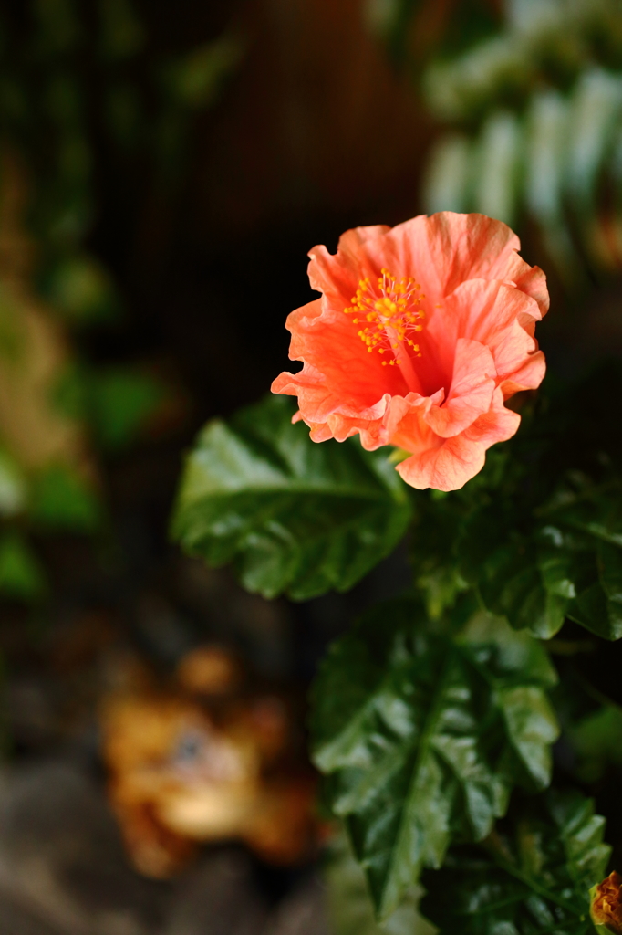 夏の華