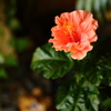 夏の華