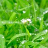 朝露に囲まれて。。。