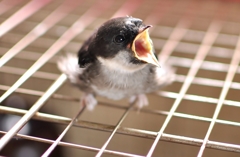 【蔵出し】ご飯はぁ？まだぁ？