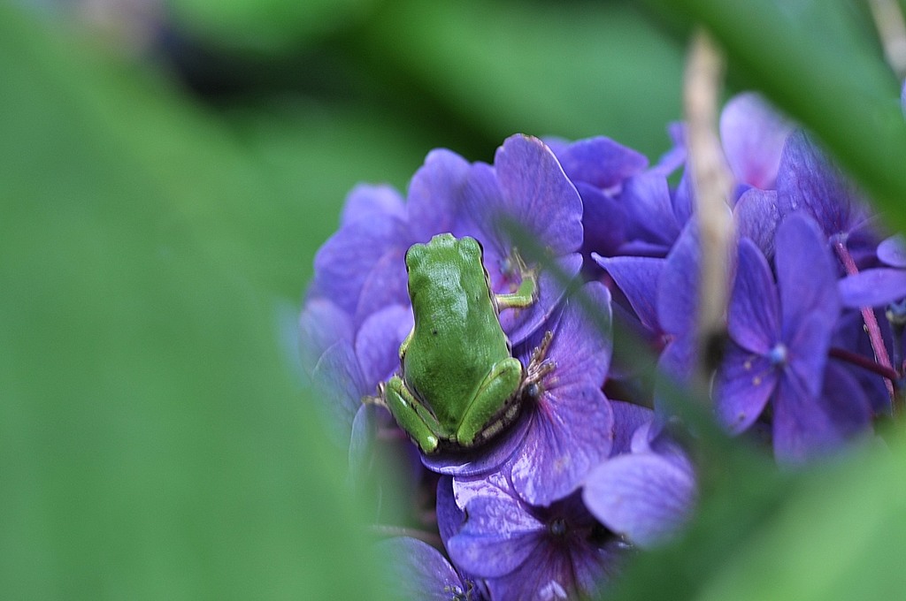 いざ！紫陽花の森へ！！