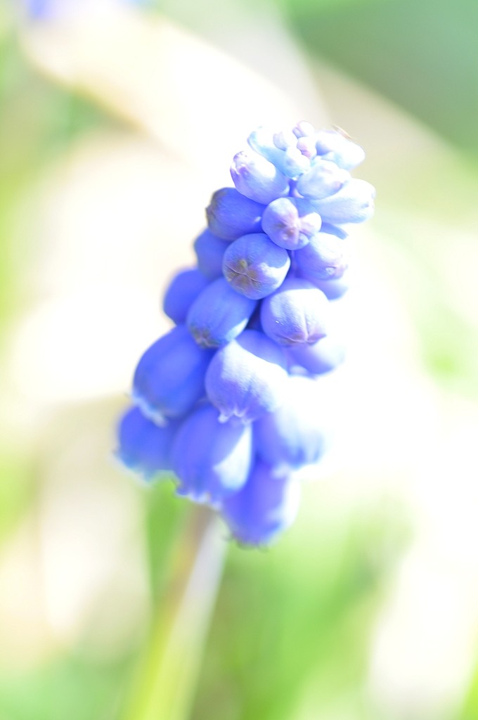 もっと大きくなるかしら？
