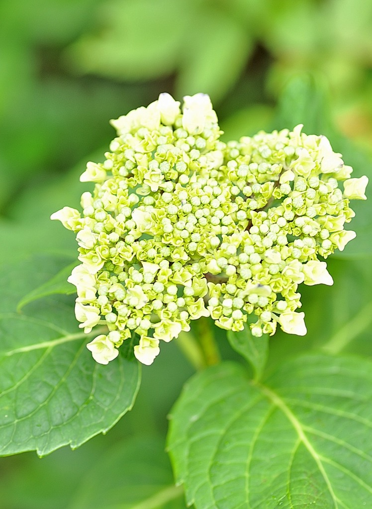 幸運を運ぶ紫陽花