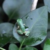 カエルの歌がぁ♪