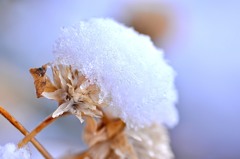 雪帽子