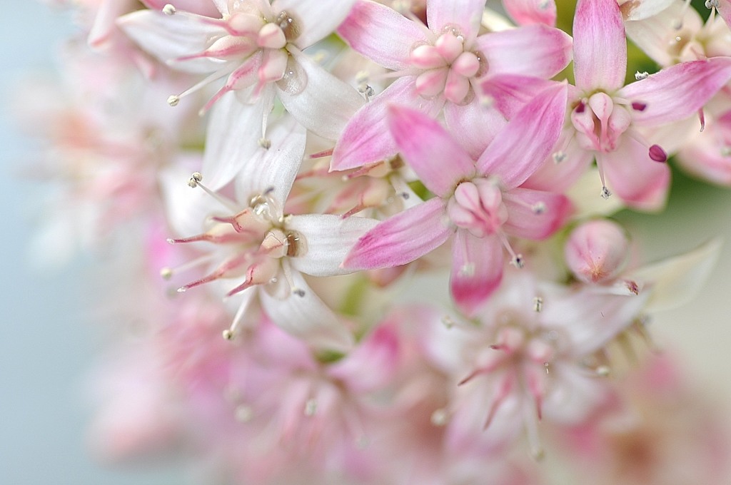 可憐な花