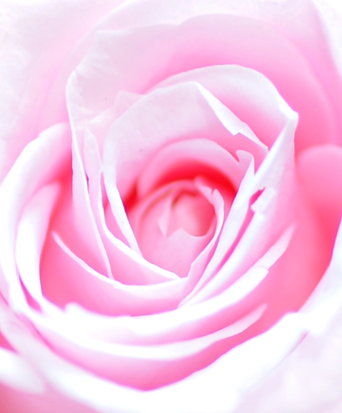 Sweet　Rose