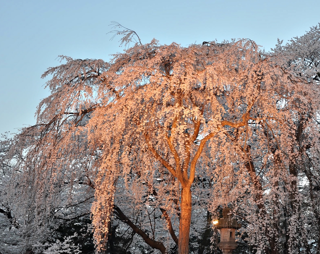 枝垂桜