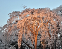 枝垂桜