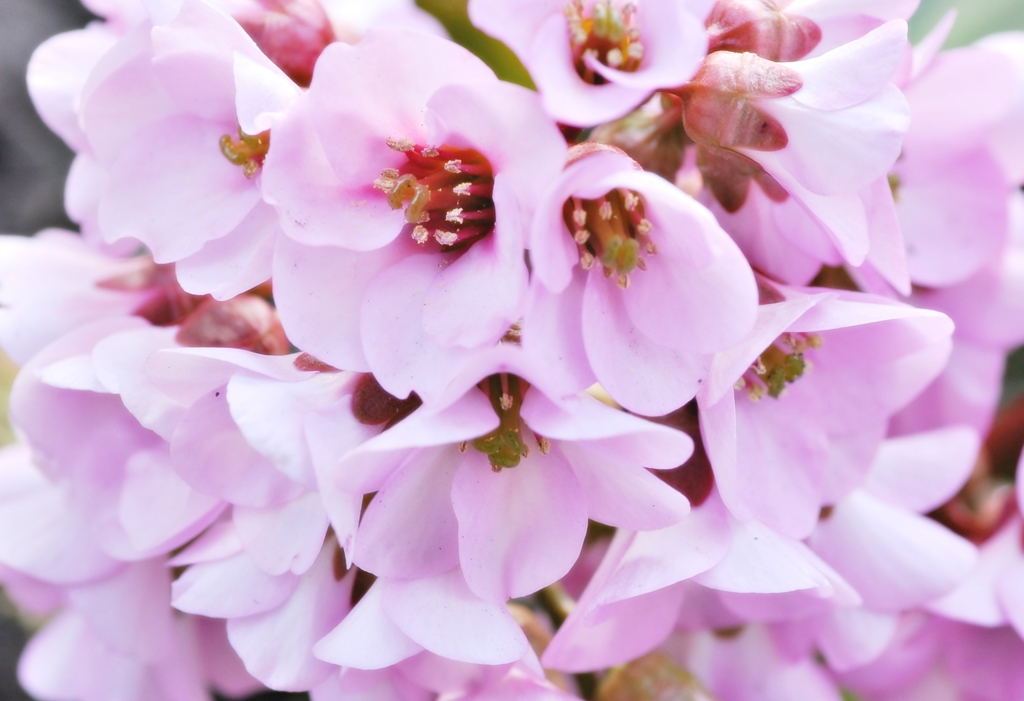 裏庭の花