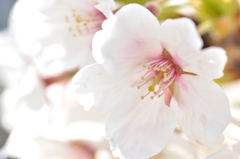 桜写真リベンジ