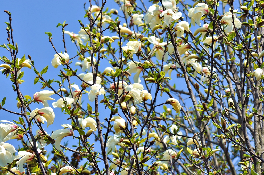 コブシの花