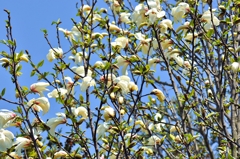 コブシの花