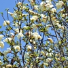 コブシの花