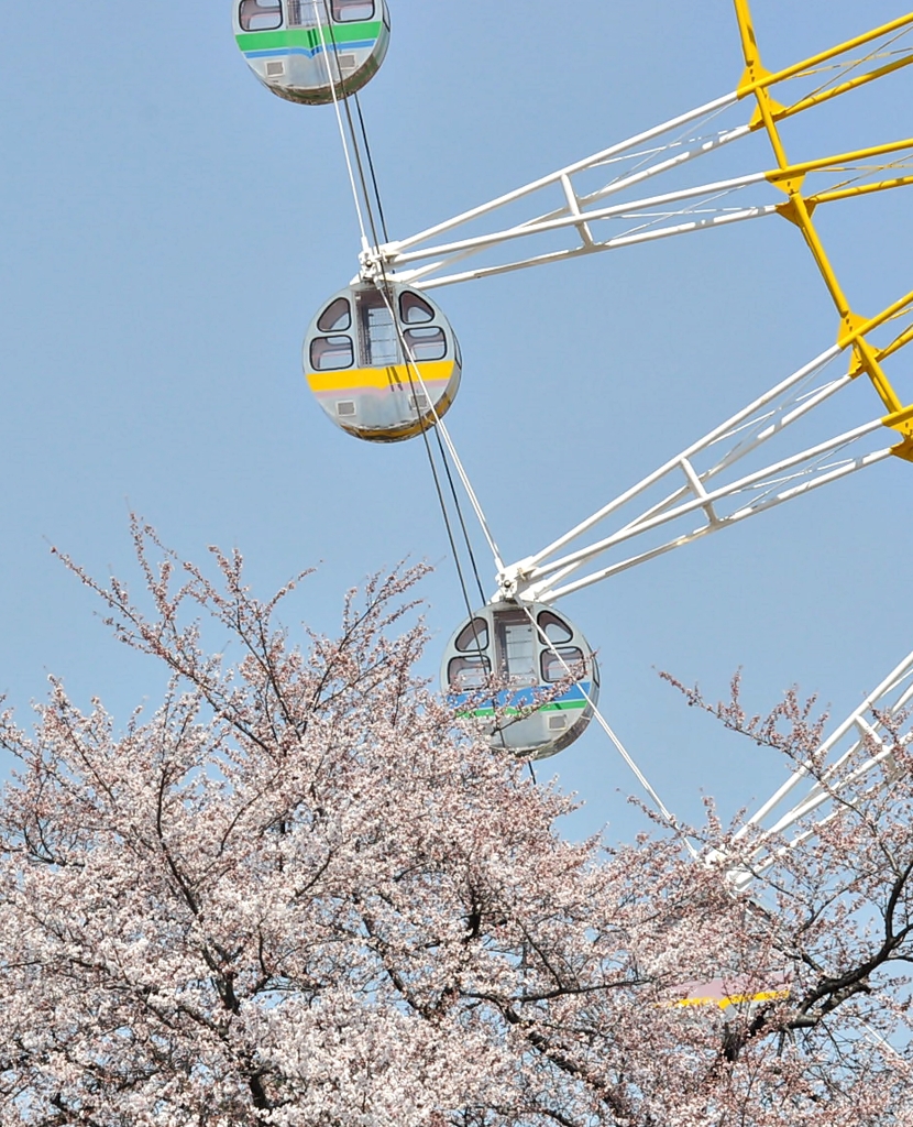 観覧車と桜