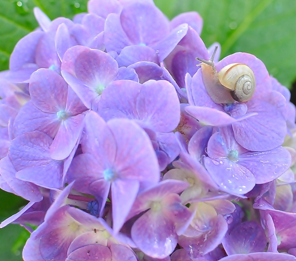 紫陽花とワタシ