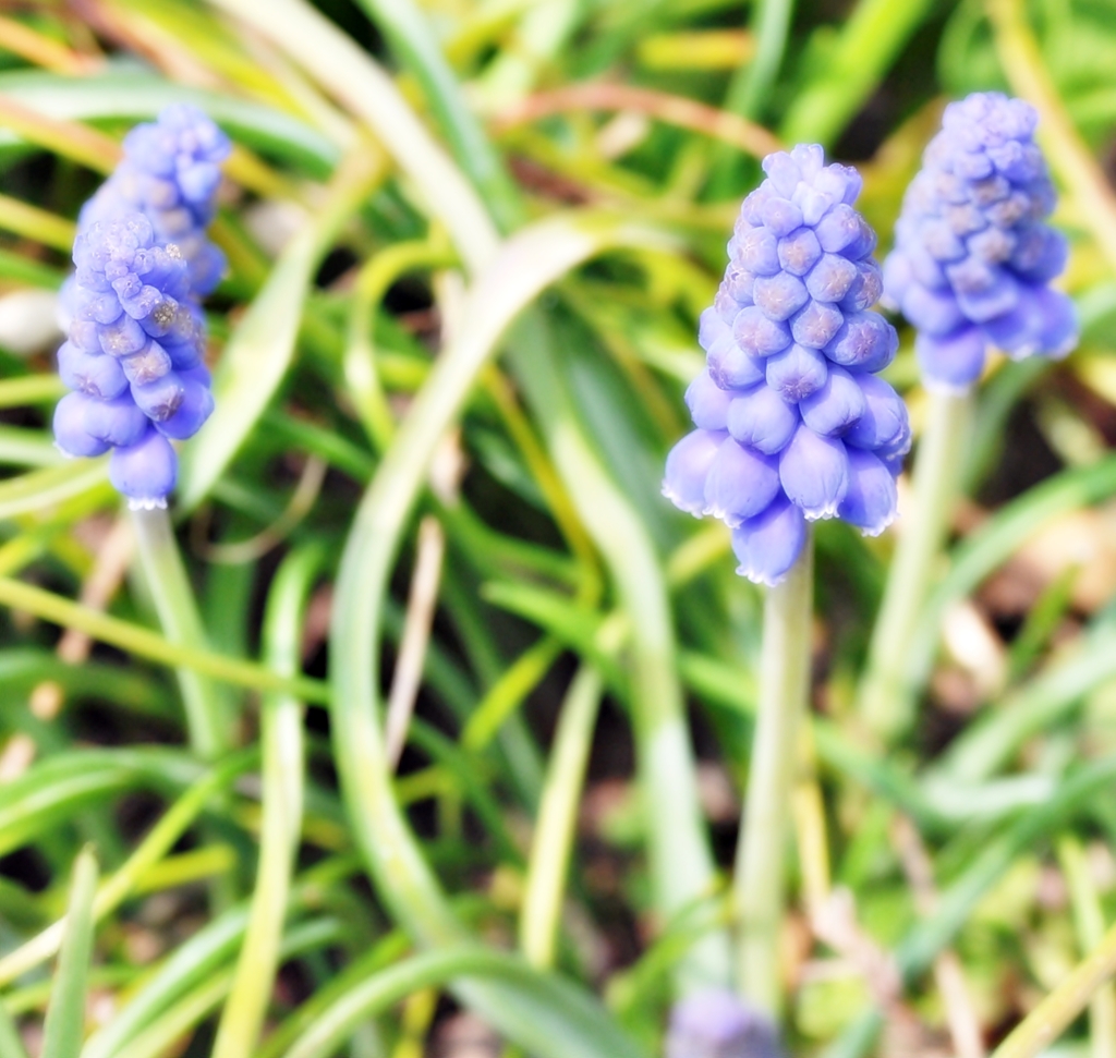青小花
