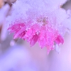 雪華