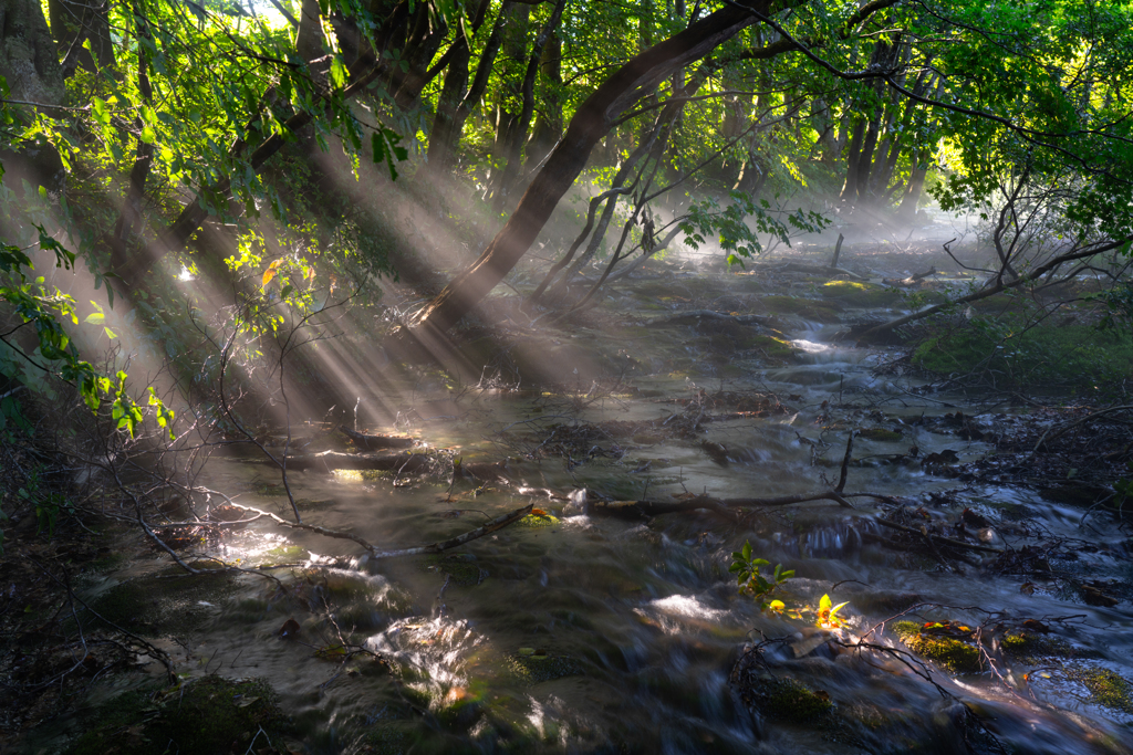 Morning light