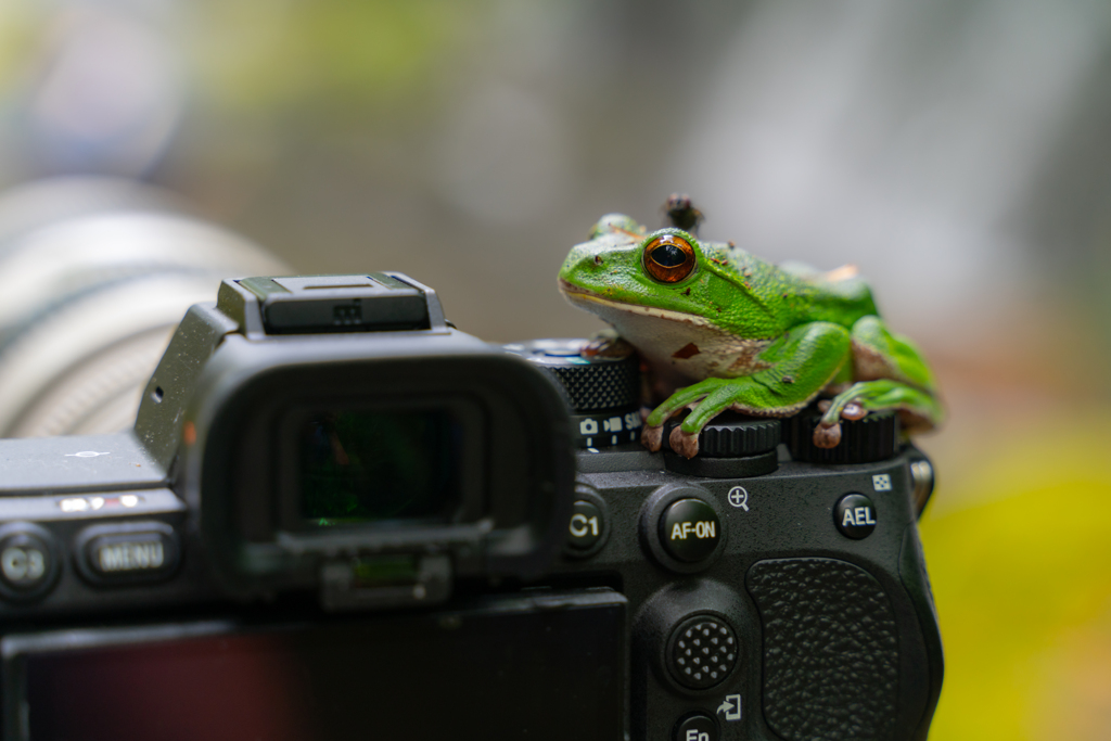Frog