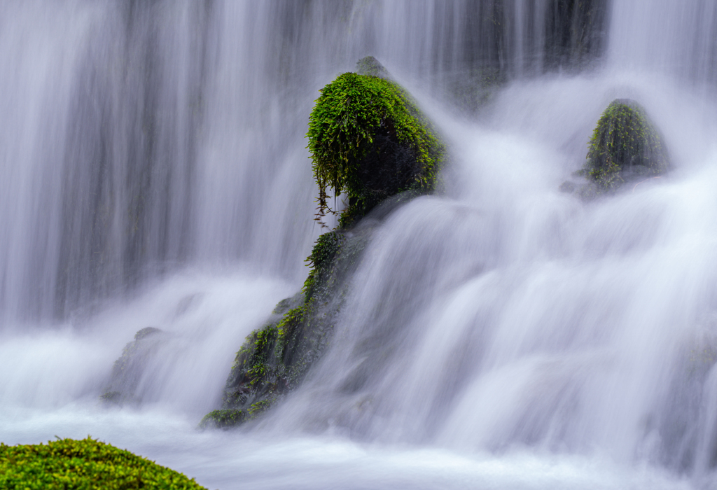 Green moss