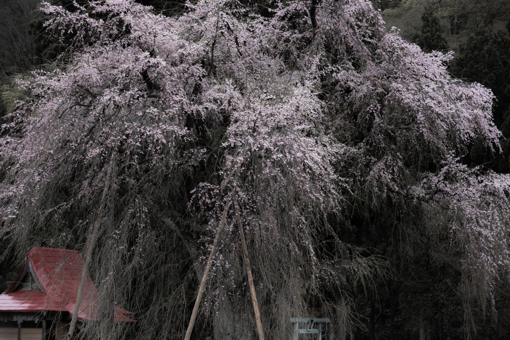 Oshirasama Weeping Cherry Tree