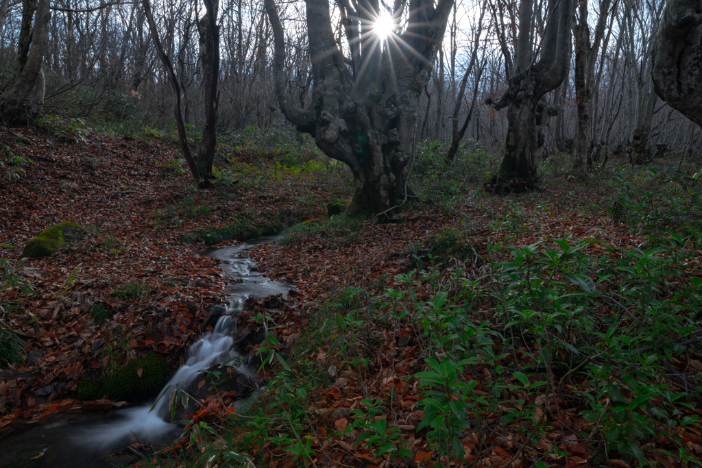 Forest light