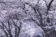 Cherry blossom trees