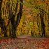 Beech forest road