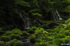 Green shines