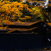 Yellow / black
