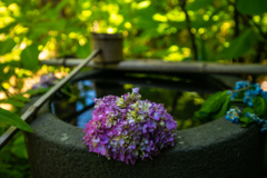 Hydrangea