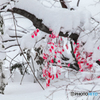 Vermilion / white