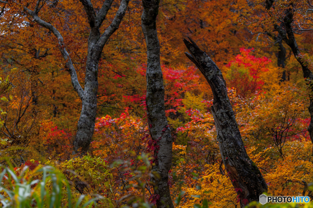 Forest of the autumn rain ２