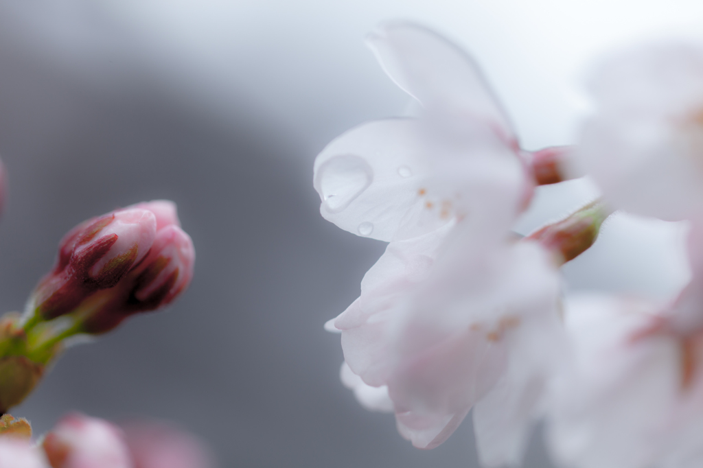 Bud & flower