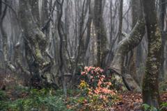 Late autumn rain